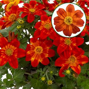 Bild von Bidens P12 Red